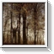 APOPTOSE Bannwald CD