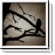 APATHEIA Lifethesis CD
