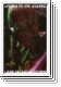 DEATH IN JUNE Live in New York DVD (NTSC)