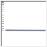 KIRLIAN CAMERA The Desert Inside CD