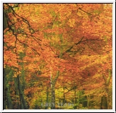 SIXTH COMM Grey Years CD