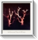 SOL INVICTUS Trees In Winter CD