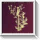 BLOOD AND SUN White Storms Fall LP / CD