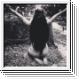 THE CULT OF SUNLIGHT Enter The Seasonal Ritual CD